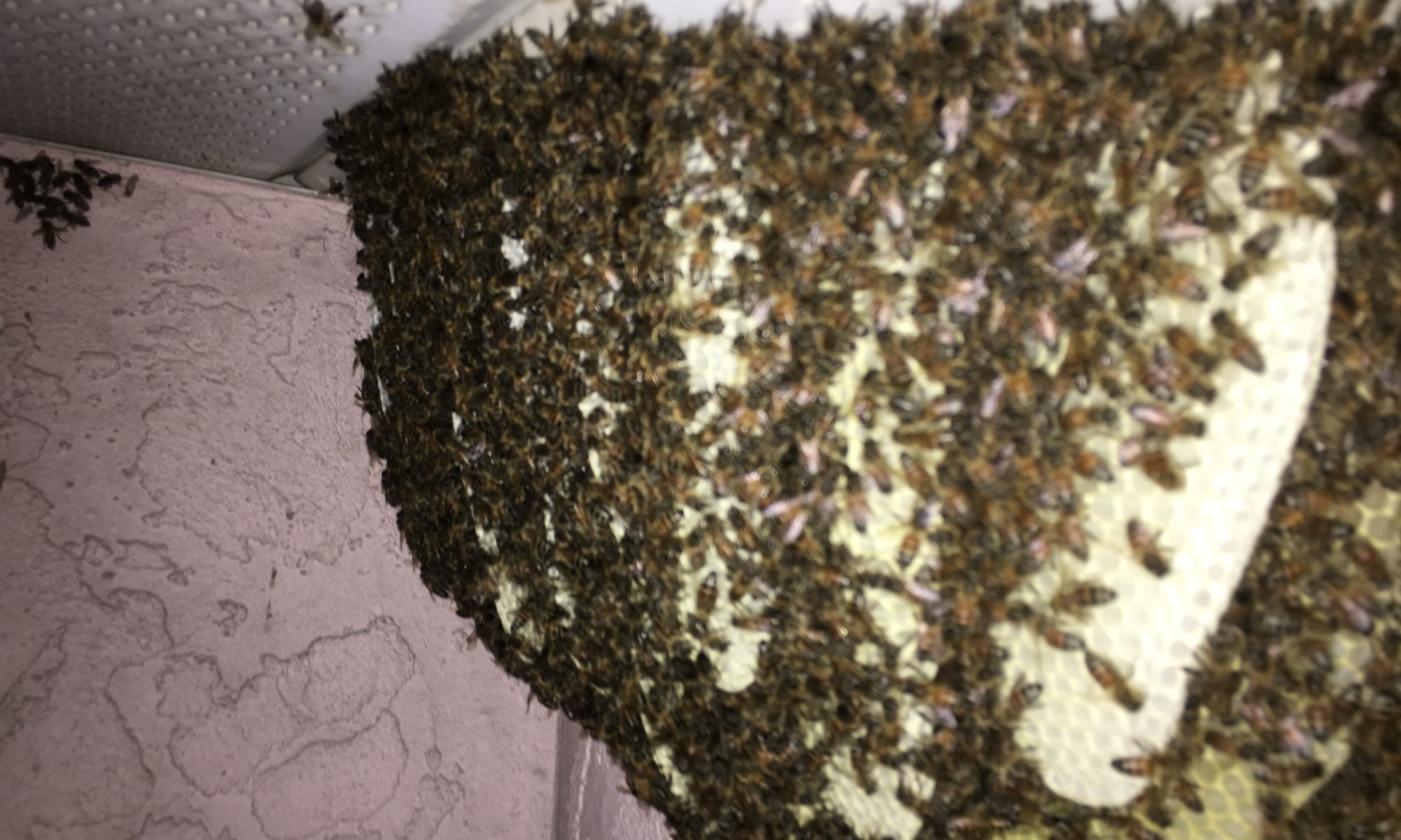 Bee Hive Removal Soffit Cut Out