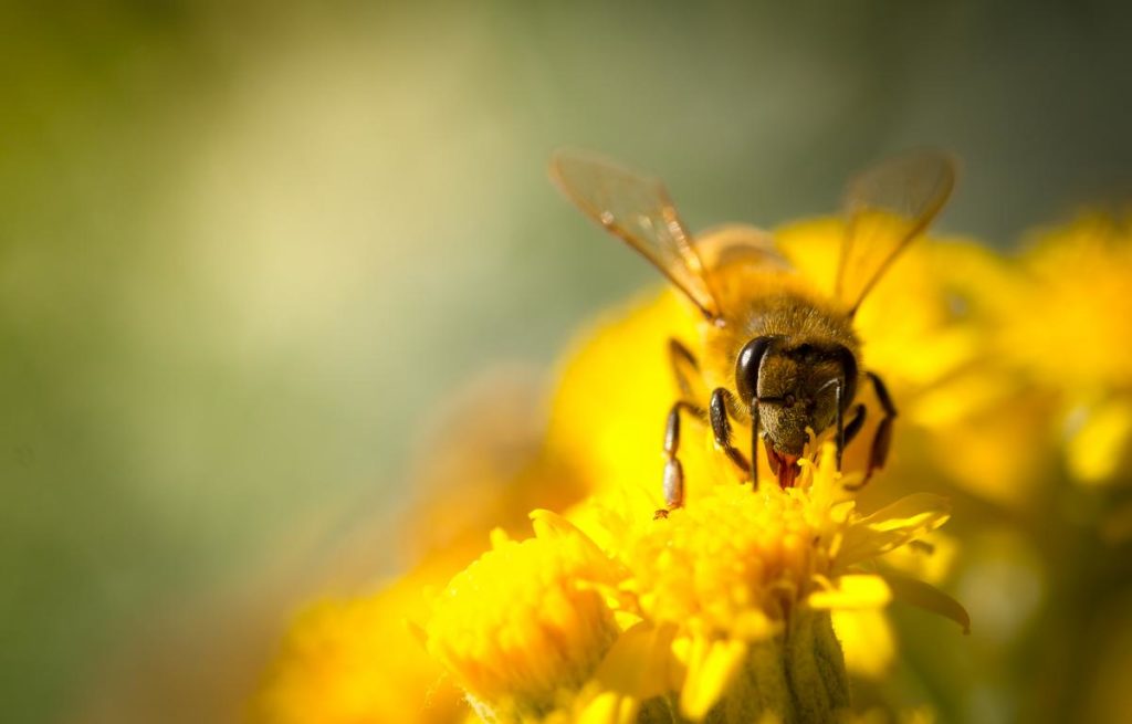 Honey Bee collecting Nectar | Lee Honey Bee