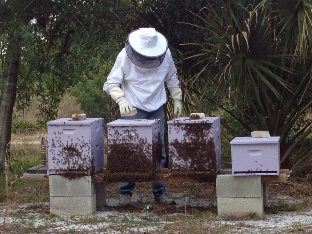 Bee Farm Cape Coral with UF Master Beekeeper Tim