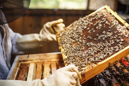 Beekeeping 101 Cape Coral
