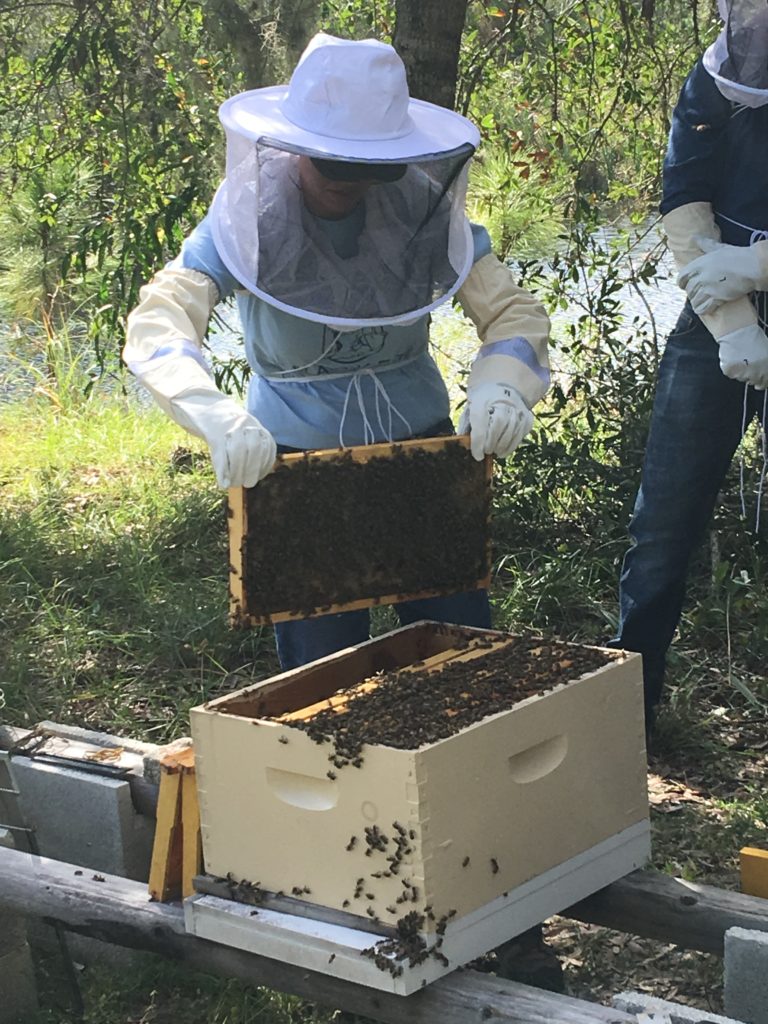 Students working the hive with live bees during Hive inspections at Bee 101 Hands on Workshop | Lee Honey Bee