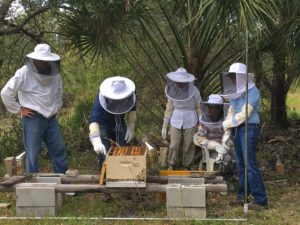 beekeeping