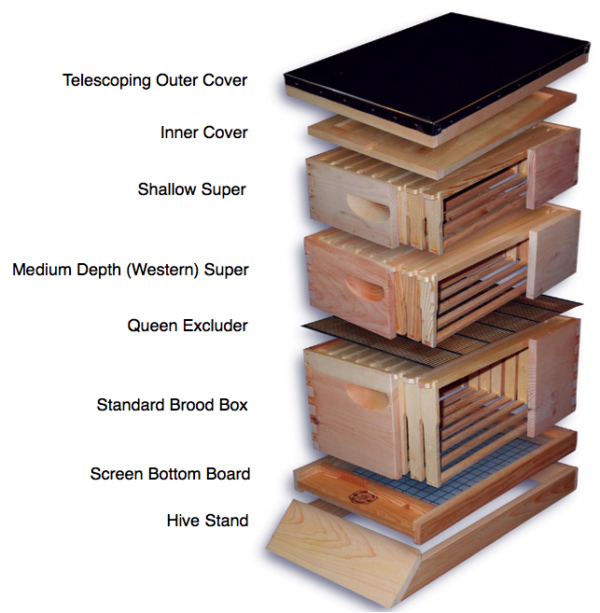 Bee Hive | EZ NUC Box | Components Of The Honey Bee Hive | Bee Removal ...