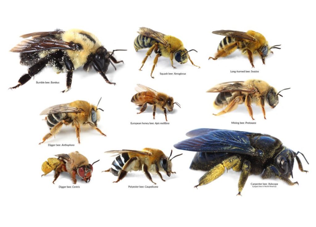 Image result for carpenter bee vs honey bee