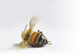 Dead Honey Bee