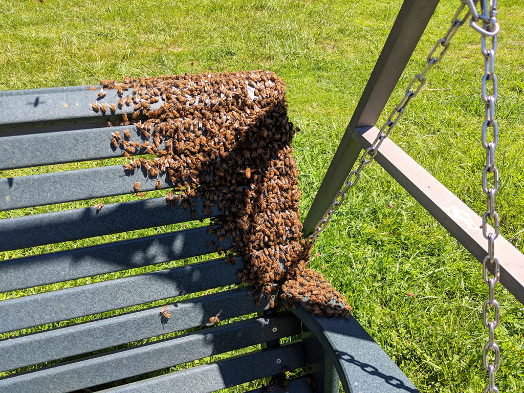 Q. What is a Swarm? and why is there a Swarm season? | Bee Removal  239-634-1671